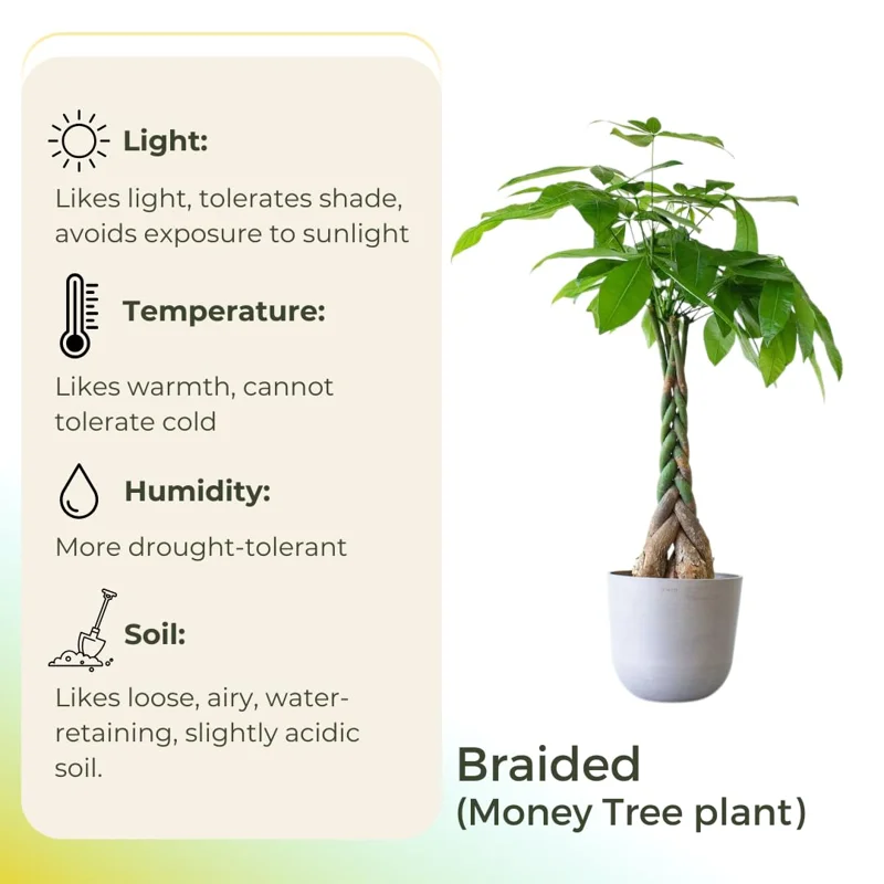 Green Money Tree Plant Pot, Size Plant 4 to 6 Inc, Live Braided Money Plant House Plant Live
