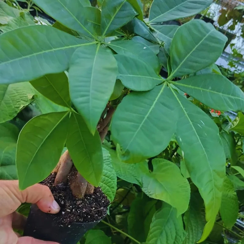 Green Money Tree Plant Pot, Size Plant 4 to 6 Inc, Live Braided Money Plant House Plant Live