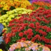 2 Chrysanthemum Flower Live Plants, Red Flowers, 4 to 6 Inc Tall, Chrysanthemum Plant Live Plugs for Gardening Indoors Outdoors, Mums Plant Live