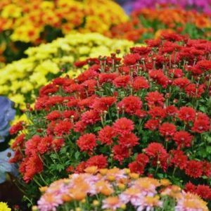 2 Chrysanthemum Flower Live Plants, Red Flowers, 4 to 6 Inc Tall, Chrysanthemum Plant Live Plugs for Gardening Indoors Outdoors, Mums Plant Live