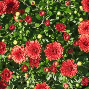 2 Chrysanthemum Flower Live Plants, Red Flowers, 4 to 6 Inc Tall, Chrysanthemum Plant Live Plugs for Gardening Indoors Outdoors, Mums Plant Live