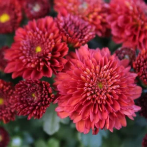 2 Chrysanthemum Flower Live Plants, Red Flowers, 4 to 6 Inc Tall, Chrysanthemum Plant Live Plugs for Gardening Indoors Outdoors, Mums Plant Live
