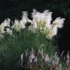 2 White Pampas Grass Plants Live, Ornamental Grasses Plant Live, 4 to 7 Inc Tall, Perennial Grass Live Plants for Garden Landscaping, Grass Tree Plants Live