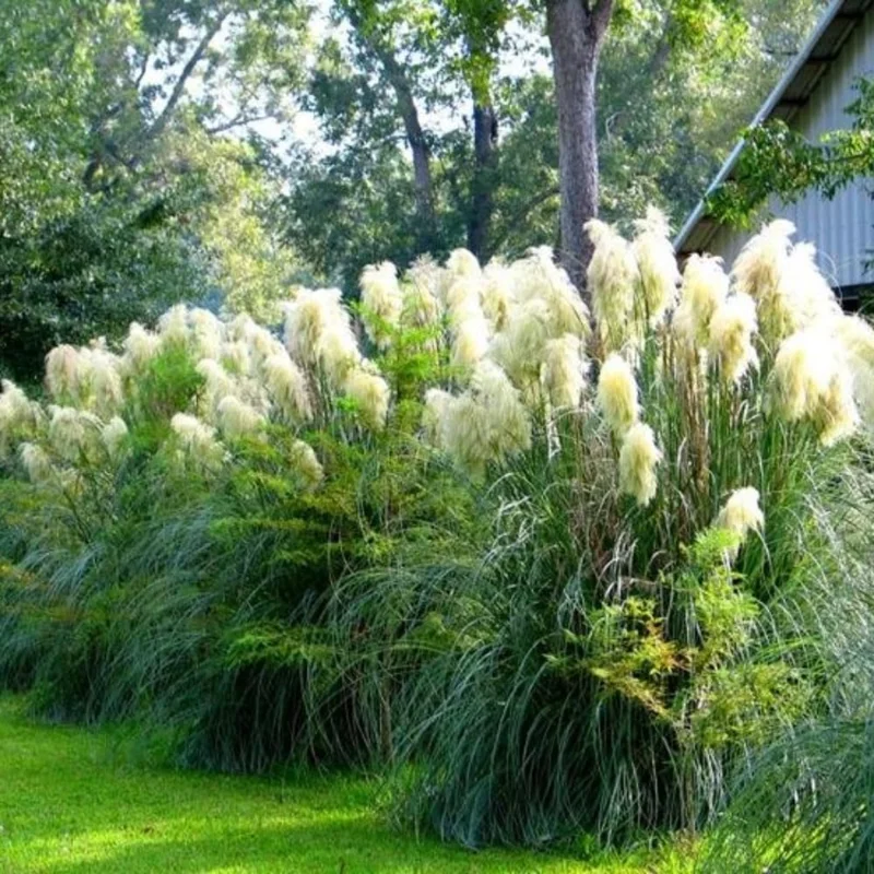 2 White Pampas Grass Plants Live, Ornamental Grasses Plant Live, 4 to 7 Inc Tall, Perennial Grass Live Plants for Garden Landscaping, Grass Tree Plants Live