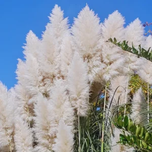 2 White Pampas Grass Plants Live, Ornamental Grasses Plant Live, 4 to 7 Inc Tall, Perennial Grass Live Plants for Garden Landscaping, Grass Tree Plants Live