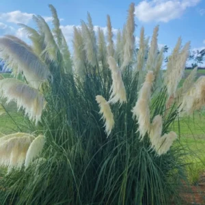 2 White Pampas Grass Plants Live, Ornamental Grasses Plant Live, 4 to 7 Inc Tall, Perennial Grass Live Plants for Garden Landscaping, Grass Tree Plants Live