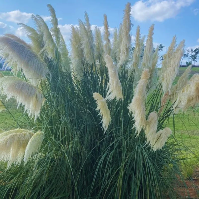 2 White Pampas Grass Plants Live, Ornamental Grasses Plant Live, 4 to 7 Inc Tall, Perennial Grass Live Plants for Garden Landscaping, Grass Tree Plants Live
