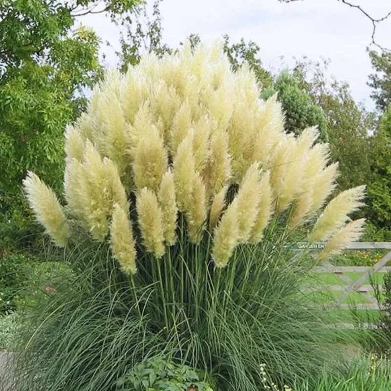 2 White Pampas Grass Plants Live, Ornamental Grasses Plant Live, 4 to 7 Inc Tall, Perennial Grass Live Plants for Garden Landscaping, Grass Tree Plants Live