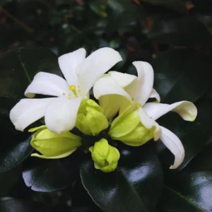 Orange Flower Jasmine Plants Live, 3 Gallon Pot, Indoor, Outdoor, Live Jasmine Plant Starter Plants, 1 Plant in Pot