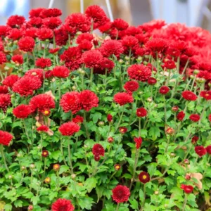 3 Red Chrysanthemum Starter Plants, Chrysanthemum Plant Live Plugs Small Plants, Chrysanthemum Well Rooted Spring Plant, Mums Plants