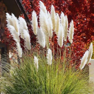 White Pampas Grass Plants Live, Combo 2 Plants, Ornamental Grass Live for Garden and Landscaping Outdoor, 5 to 7 Inc Pampas Grasses Plant Live, Pink Grass Tree Plants
