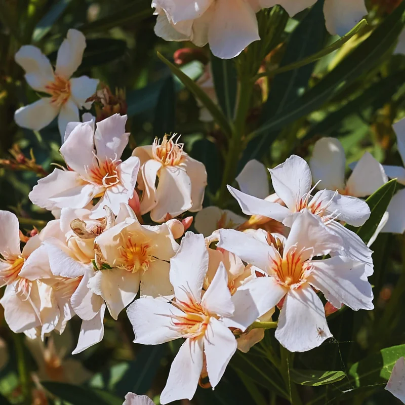 2 Dwaft Salmon Oleander Plants Live, 3 to 5 Inc Tall, Live Flowering Shrub for Pots and Gardens