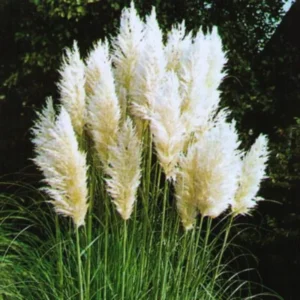 White Pampas Grass Plants Live, Combo 2 Plants, Ornamental Grass Live for Garden and Landscaping Outdoor, 5 to 7 Inc Pampas Grasses Plant Live, Pink Grass Tree Plants