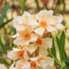 Oleander Plant Live from 3 to 5 Inc Tall, Live Plant for Potting and Garden Decoration, Live Salmon Oleander Plant