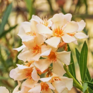 Oleander Plant Live from 3 to 5 Inc Tall, Live Plant for Potting and Garden Decoration, Live Salmon Oleander Plant