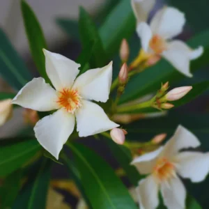 Oleander Plant Live from 3 to 5 Inc Tall, Live Plant for Potting and Garden Decoration, Live Salmon Oleander Plant