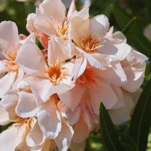 Oleander Plant Live from 3 to 5 Inc Tall, Live Plant for Potting and Garden Decoration, Live Salmon Oleander Plant