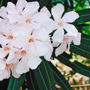 Oleander Plant Live from 3 to 5 Inc Tall, Live Plant for Potting and Garden Decoration, Live Salmon Oleander Plant