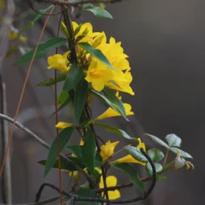Jasmine Live Plants, 2 Yellow Jasmine Plants Live, From 4 Inches to 6 Inches Tall Seedling, Yellow Flower Plants