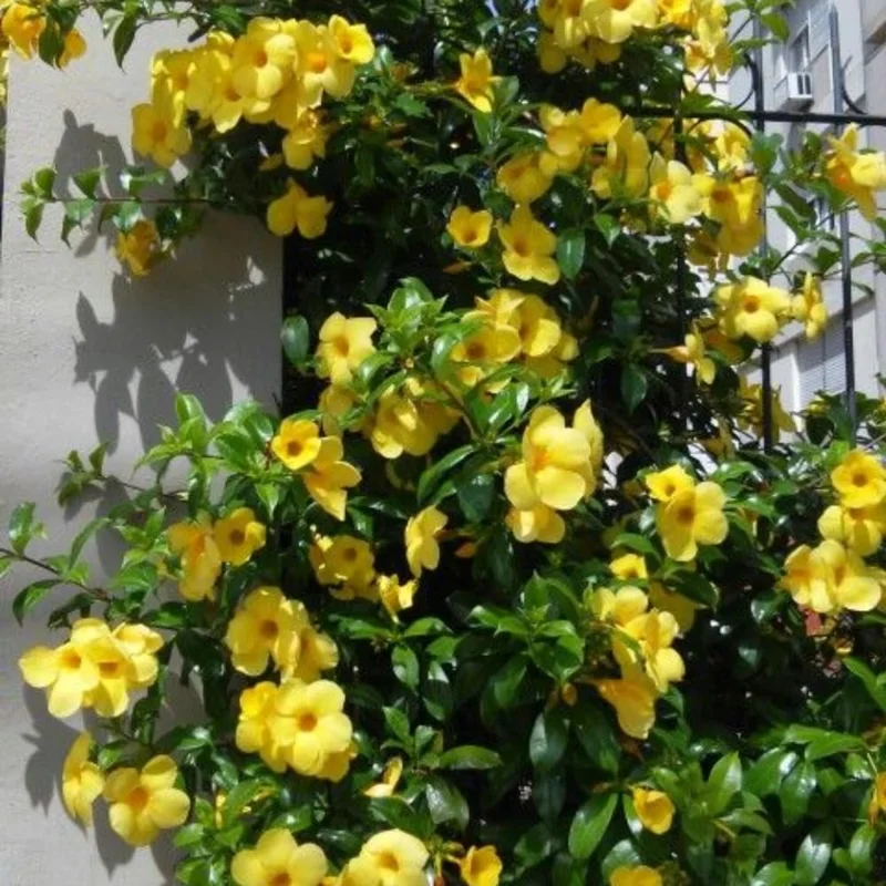 Jasmine Live Plants, 2 Yellow Jasmine Plants Live, From 4 Inches to 6 Inches Tall Seedling, Yellow Flower Plants