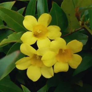 Jasmine Live Plants, 2 Yellow Jasmine Plants Live, From 4 Inches to 6 Inches Tall Seedling, Yellow Flower Plants
