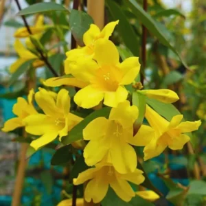 Set 3 Yellow Jasmine Plants Live, Jasmine Live Plants, 4 to 6 Inc Tall Well Rooted