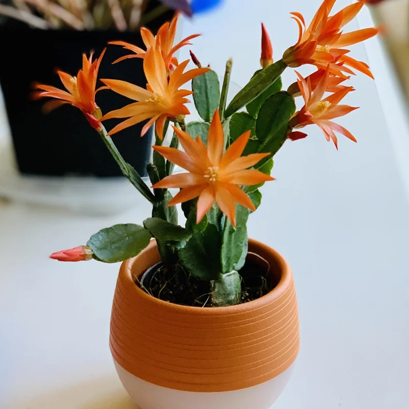 3 Mix Easter Cactus Plants, Easter Cactus Plant Live Indoor 2 Inches Potted, Indoor Cactus Plants For Houseplant