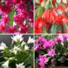 2 Easter Cactus Plants Live, Mix Easter Cactus Plants In 2 Inches Pot, Starter Flowering Cactus Plants For Ornament Indoor