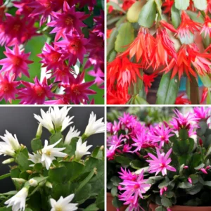 2 Easter Cactus Plants Live, Mix Easter Cactus Plants In 2 Inches Pot, Starter Flowering Cactus Plants For Ornament Indoor