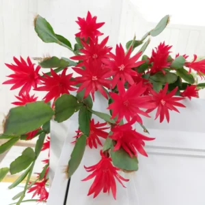 2 Easter Cactus Plants Live, Mix Easter Cactus Plants In 2 Inches Pot, Starter Flowering Cactus Plants For Ornament Indoor