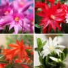 3 Mix Easter Cactus Plants, Easter Cactus Plant Live Indoor 2 Inches Potted, Indoor Cactus Plants For Houseplant