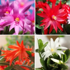 3 Mix Easter Cactus Plants, Easter Cactus Plant Live Indoor 2 Inches Potted, Indoor Cactus Plants For Houseplant