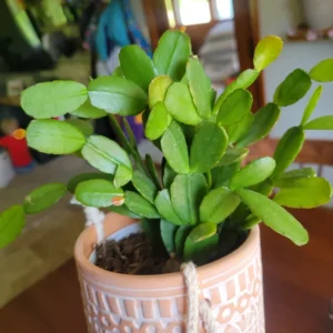 3 Mix Easter Cactus Plants, Easter Cactus Plant Live Indoor 2 Inches Potted, Indoor Cactus Plants For Houseplant