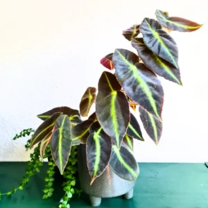 Begonia, Rare Begonia Live Plant 2 Inches Potted, House Plant Indoors Live