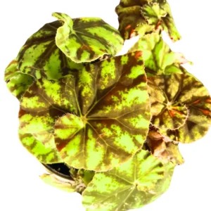 Begonia, Rare Begonia Live Plant 2 Inches Potted, House Plant Indoors Live