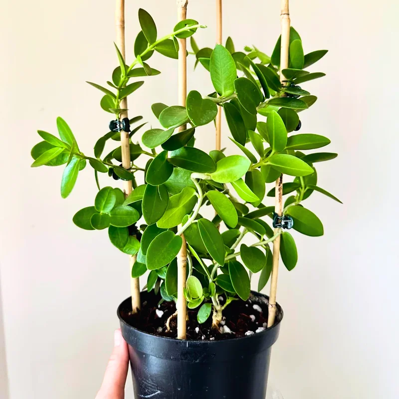 Hoya Plant, Hoya Live Plant 4 Inches Pot, Hoya Plant Live Houseplants