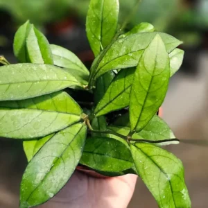 Hoya Plant, Hoya Live Plant 4 Inches Pot, Hoya Plant Live Houseplants