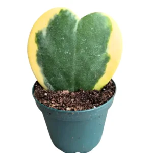 Hoya Plant, Hoya Live Plant 4 Inches Pot, Hoya Plant Live Houseplants