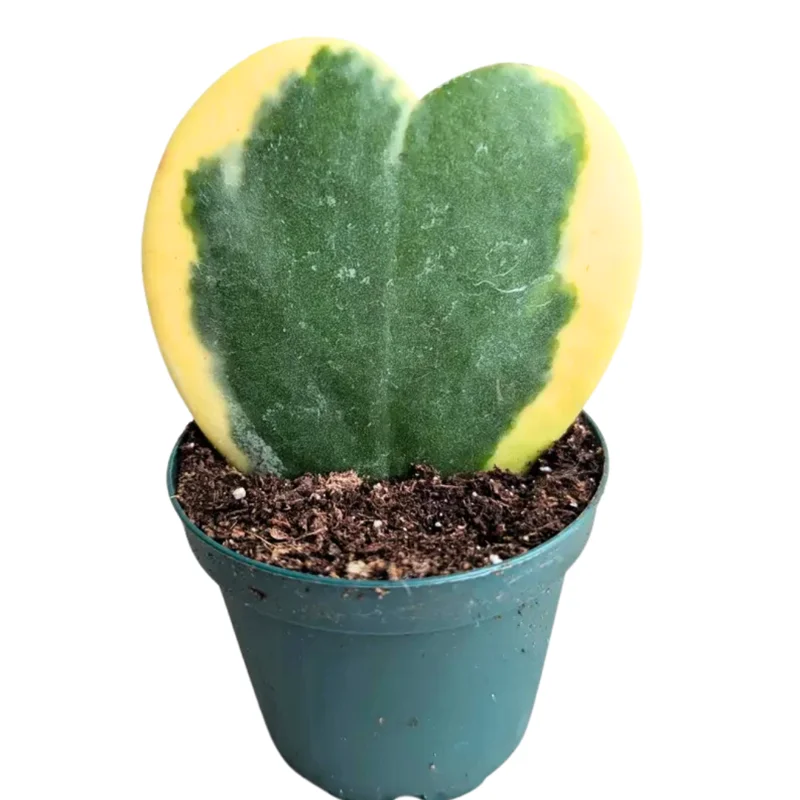 Hoya Plant, Hoya Live Plant 4 Inches Pot, Hoya Plant Live Houseplants