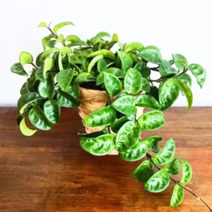 Hoya Plant, Hoya Live Plant 4 Inches Pot, Hoya Plant Live Houseplants
