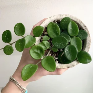 Hoya Plant, Hoya Live Plant 4 Inches Pot, Hoya Plant Live Houseplants