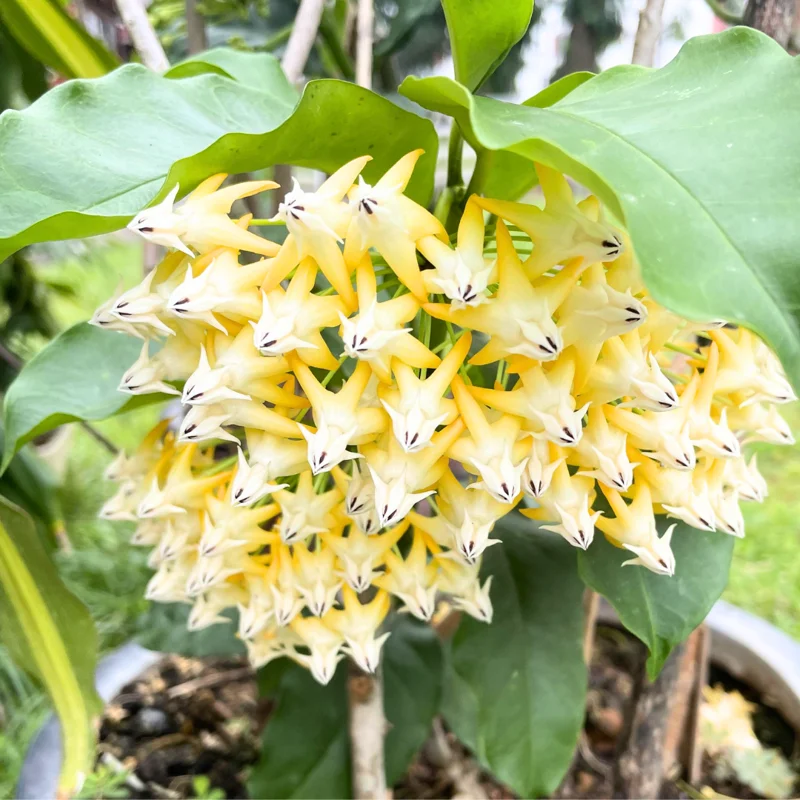 Hoya Plant, Hoya Live Plant 4 Inches Pot, Hoya Plant Live Houseplants