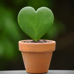 Hoya Plant, Hoya Live Plant 4 Inches Pot, Hoya Plant Live Houseplants