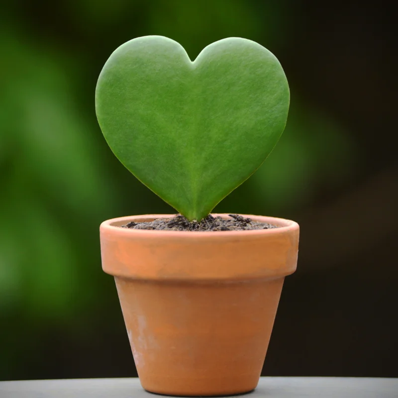 Hoya Plant, Hoya Live Plant 4 Inches Pot, Hoya Plant Live Houseplants