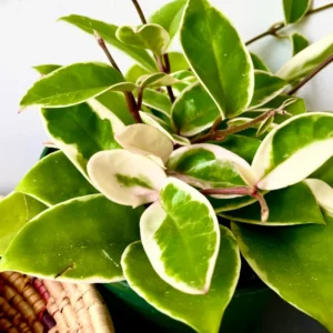 Hoya Plant, Hoya Live Plant 4 Inches Pot, Hoya Plant Live Houseplants