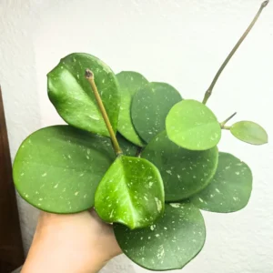 Hoya Plant, Hoya Live Plant 4 Inches Pot, Hoya Plant Live Houseplants