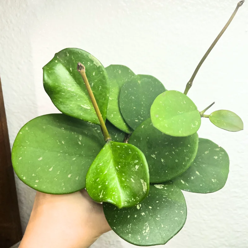 Hoya Plant, Hoya Live Plant 4 Inches Pot, Hoya Plant Live Houseplants