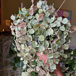 Hoya Plant, Hoya Live Plant 4 Inches Pot, Hoya Plant Live Houseplants