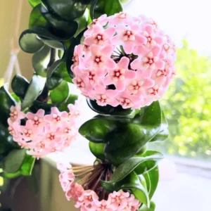 Hoya Plant, Hoya Live Plant 4 Inches Pot, Hoya Plant Live Houseplants