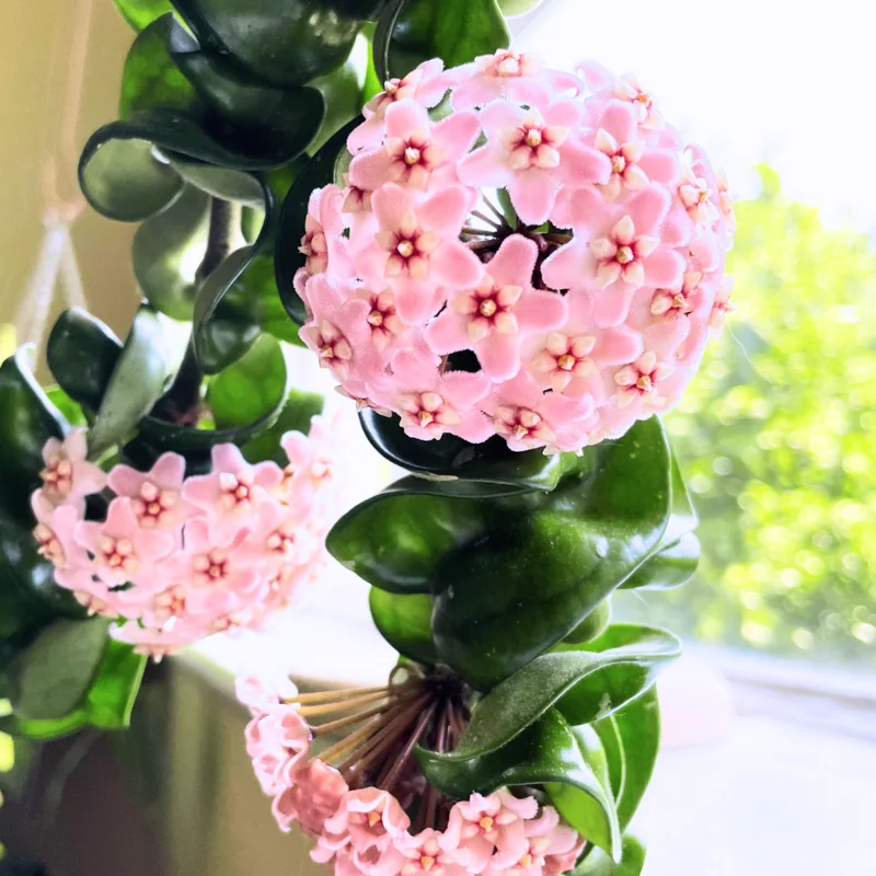 Hoya Plant, Hoya Live Plant 4 Inches Pot, Hoya Plant Live Houseplants